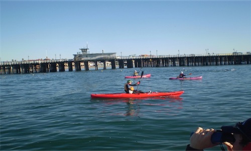 Swimmers and kayakers round the wharf